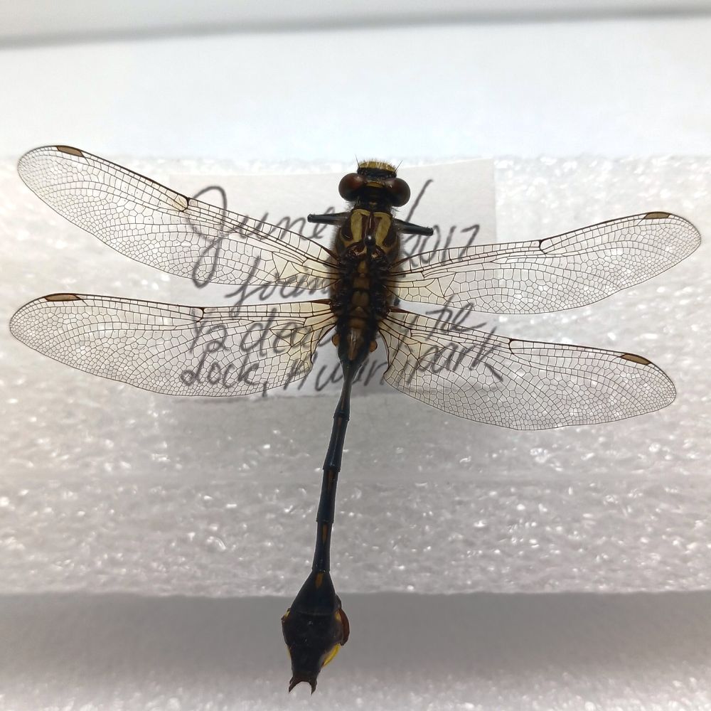 A pinned dragonfly specimen of the same species, with the yellow colours on its body having faded to a dull hue.