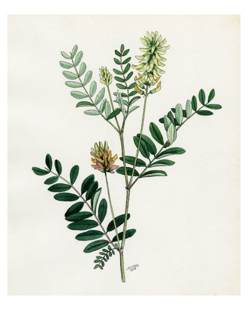 A watercolour of a cutting of a plant. Thing green leaves grow in pairs off of branches stemming from the main branch. At the stop of alternate branches are clusters of small white-green flowers. Near the base of the plant is written, “N. Criddle / 1908”.