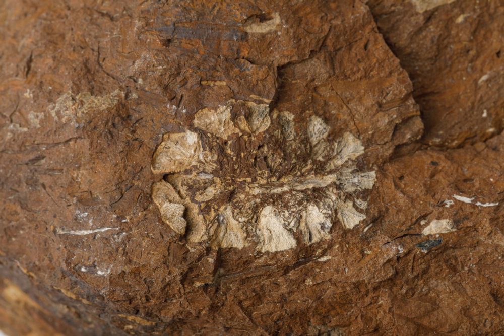 The cone of an ancient cypress tree fossilized in a brownish-red rock.