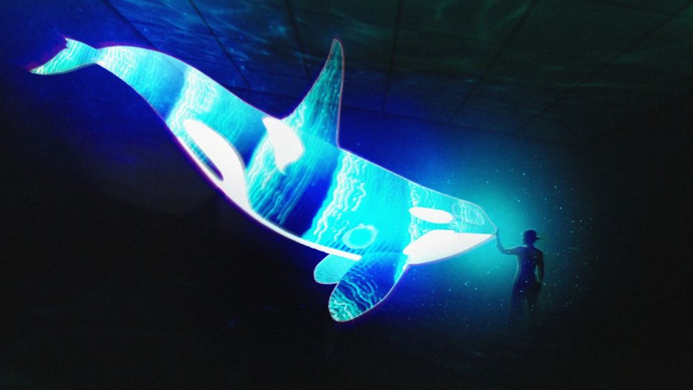 A person reaching out a hand to the nose of a projection of an orca whale.