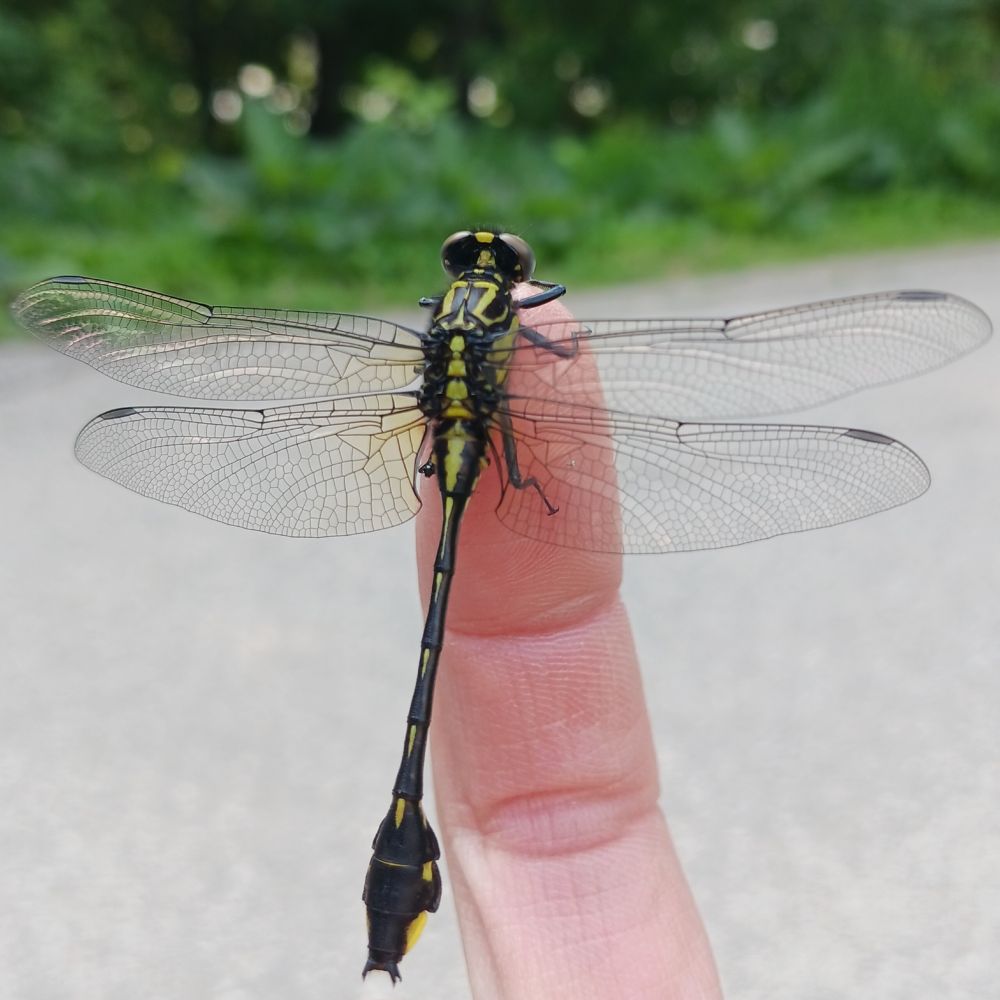 A dragonfly perched on a human finger viewed from its back. Its wings are held out to the sides in a resting position. Its body is black with bright yellow markings. The wings are tinted yellow where they meet the body.