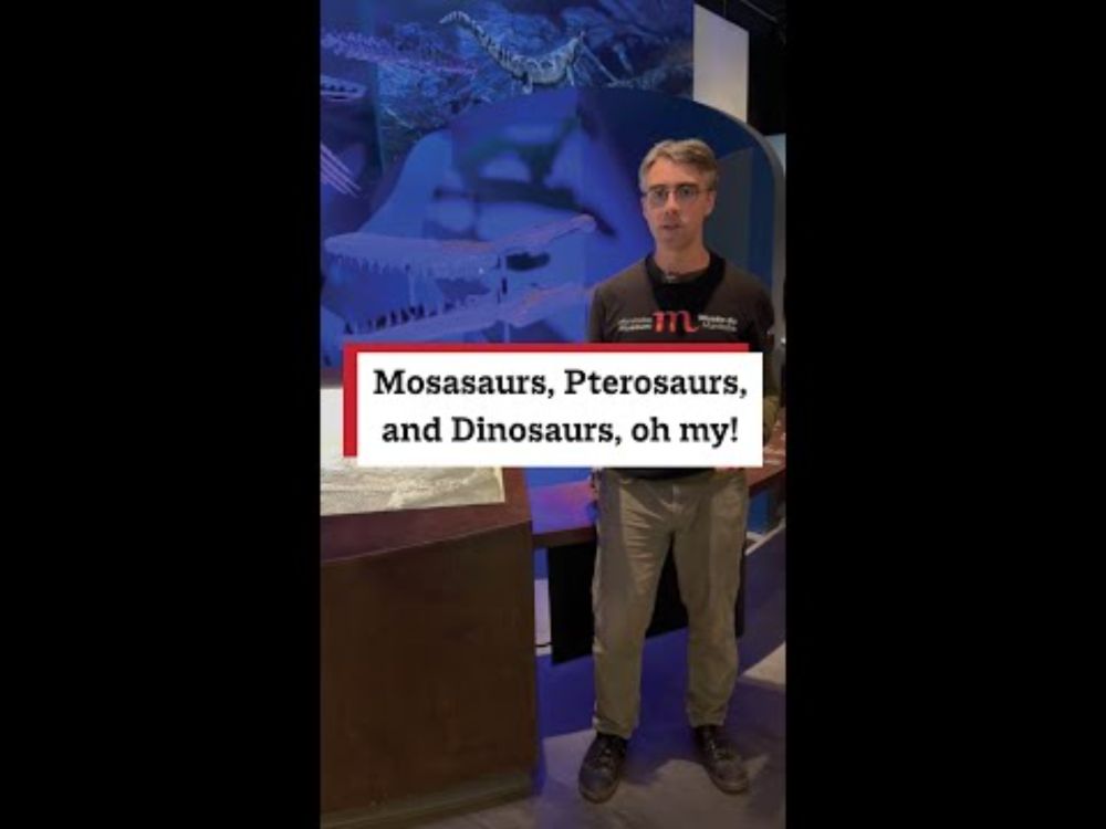 Mosasaurs, Pterosaurs, and Dinosaurs, oh my!