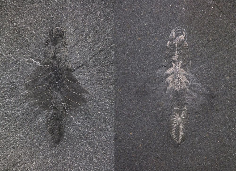 Two photos of a fossil specimen with different light conditions. On the left, the general shape of Mosura is seen in darker shades than the surrounding rock. On the right, the circulatory and nervous systems of the creature are visible as reflective patches.