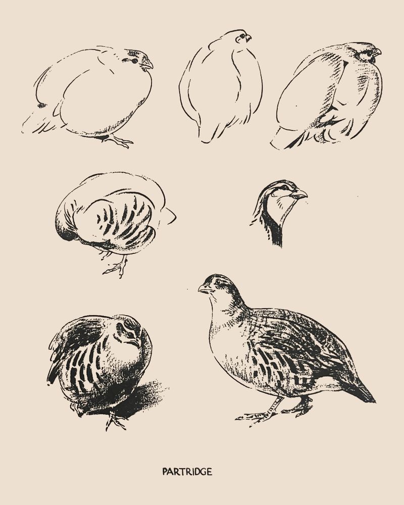 Images showing how to draw a partridge with partial and completed drawings
