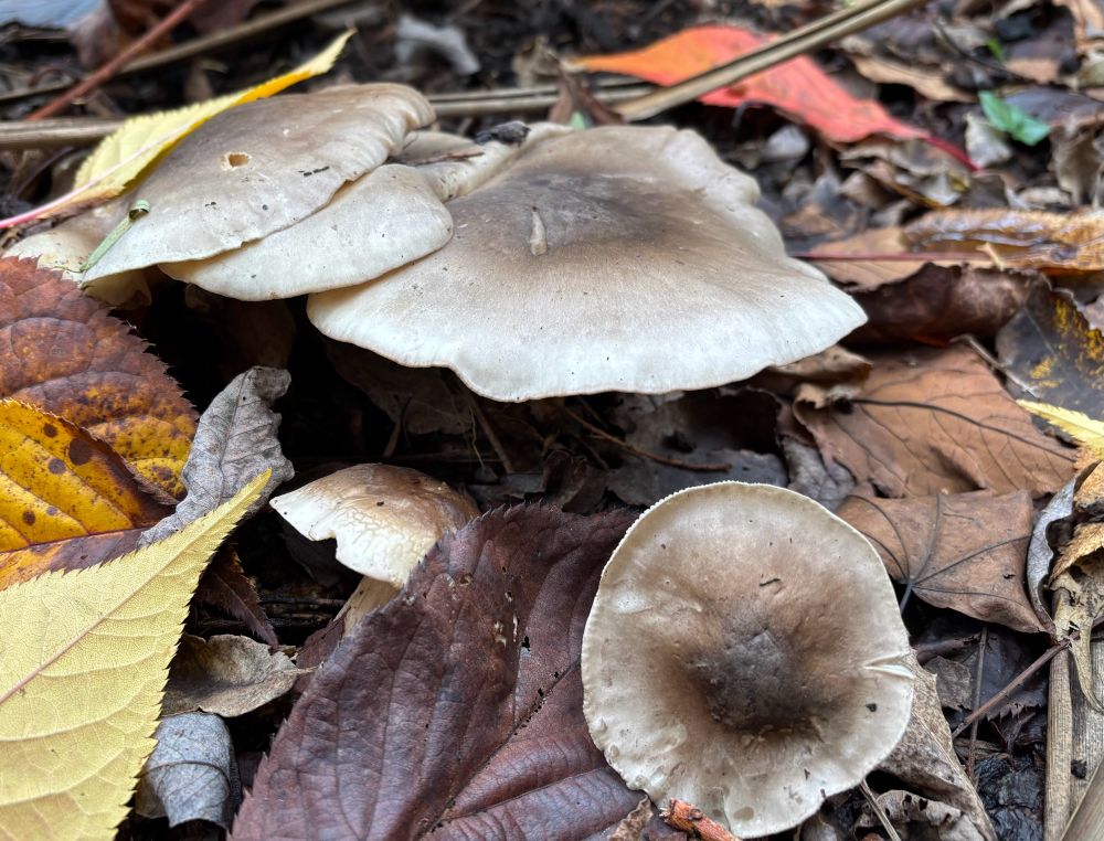 Large brown mushrooms growing amongst fallen leaves. 