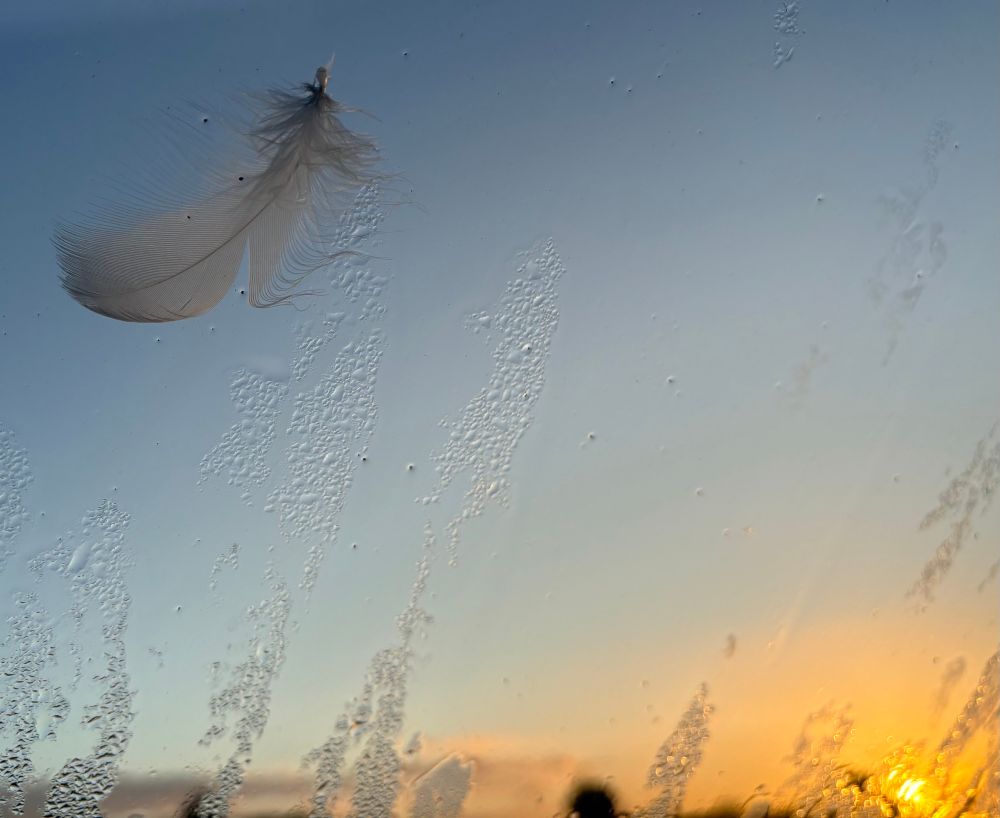 Feather on a frosty window at sunrise 