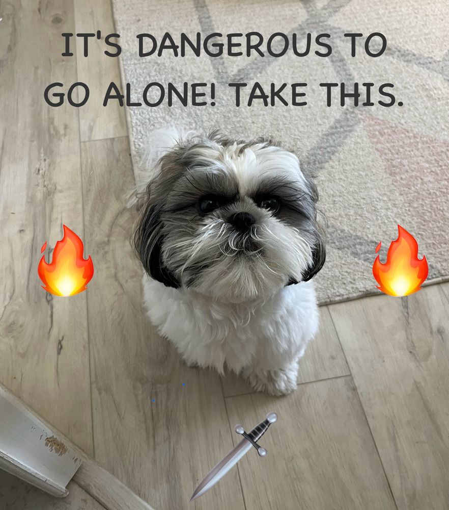 My shih tzu posing with flames on both sides and the additional message "It's dangerous to go alone! Take this."