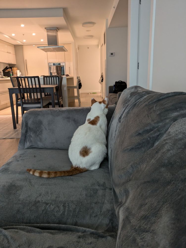 Perlo, a mostly white cat with two ginger splotches on his back and ears and a stripey ginger tail. He's sitting with his back to the camera in the corner of a grey sofa, staring directly into the corner.