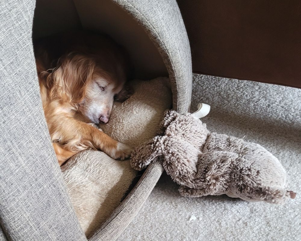 A dog with light brown hair is napping in a soft sided kennel. She is part dachshund and has a paw still touching her fuzzy plush toy bear.