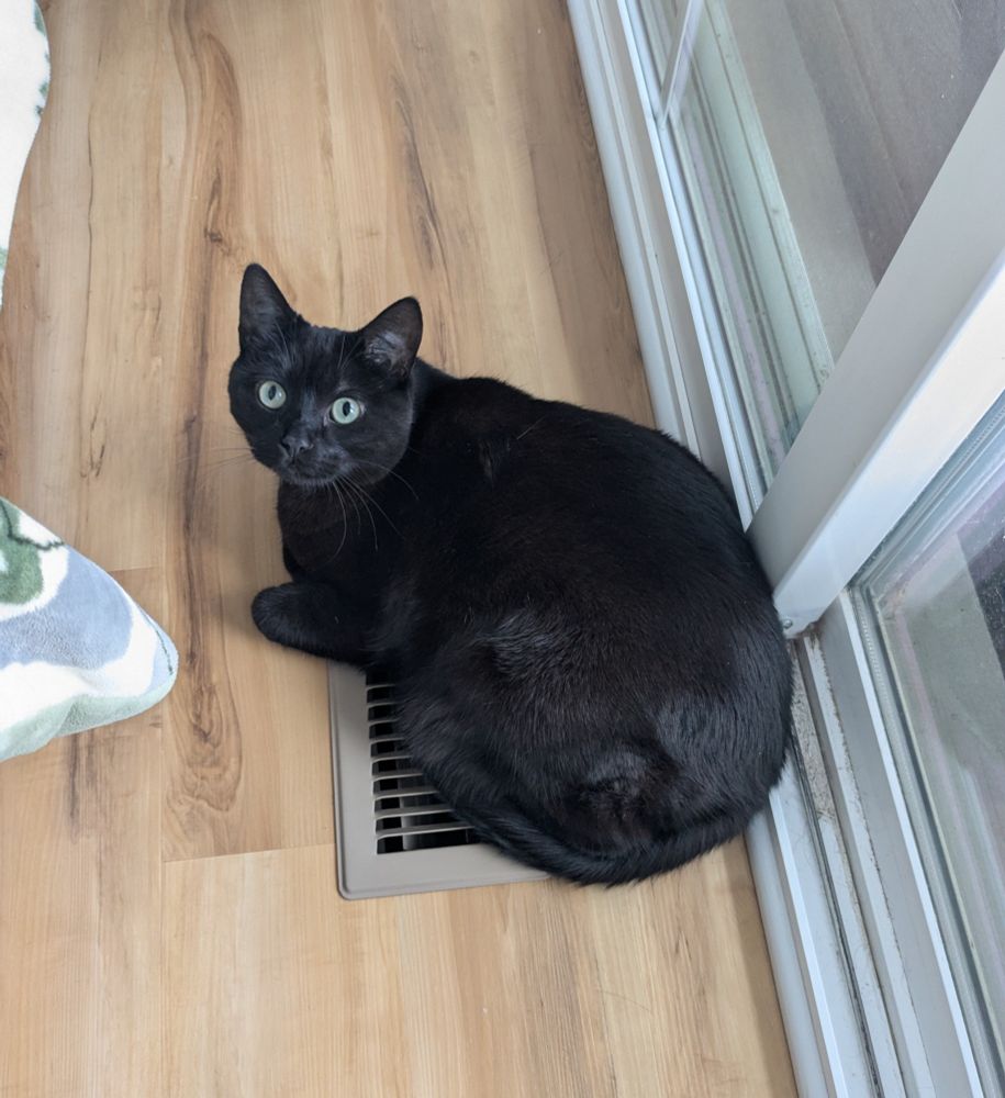 A black cat staring at the camera while sitting atop a heating vent in the floor.