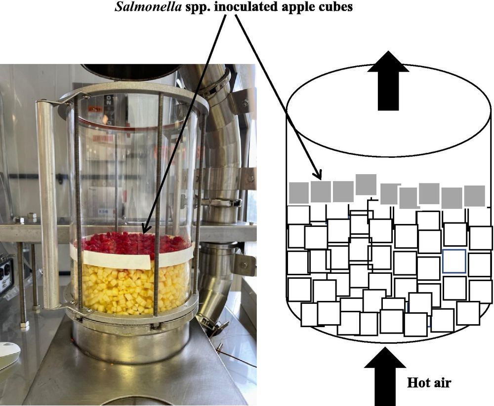 Drying apples safely with heat, airflow, and thickness control to kill Salmonella.
