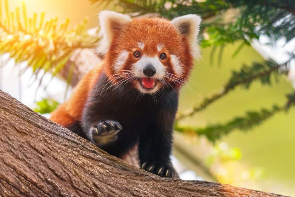 A very cute Red Panda