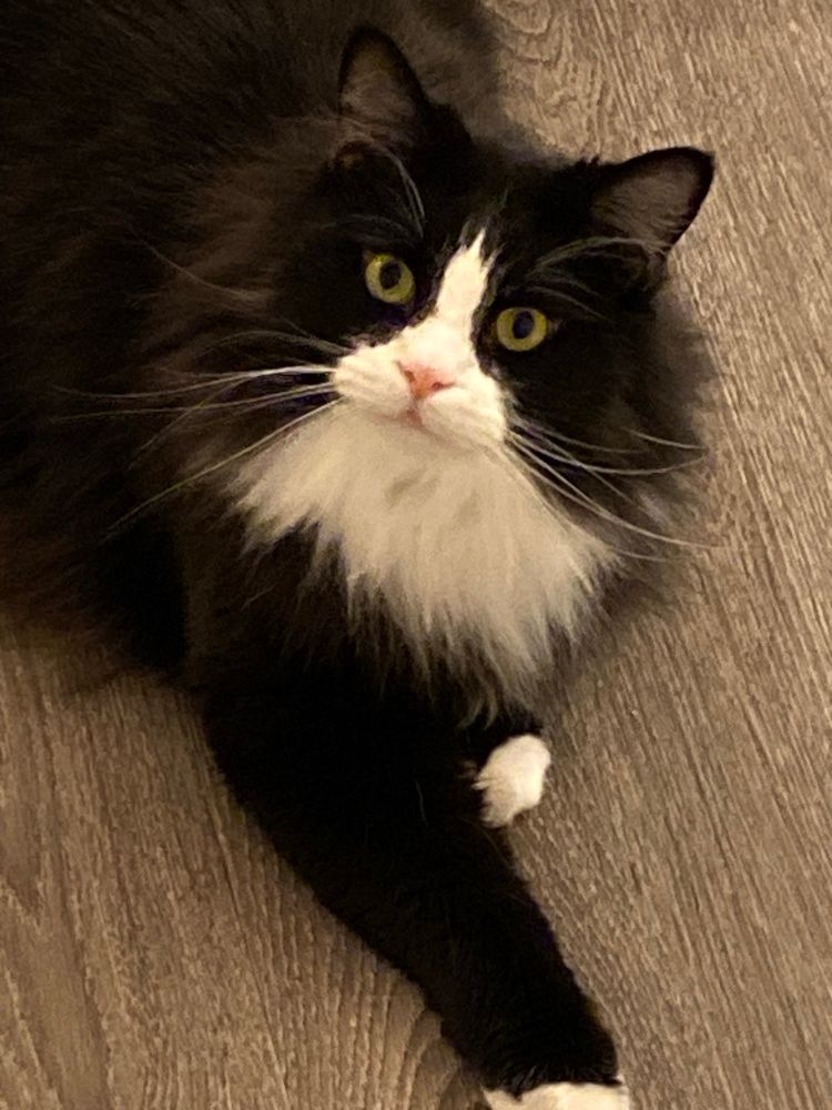 A fluffy black and white tuxedo cat looking up at the camera with his arm extended outwards
