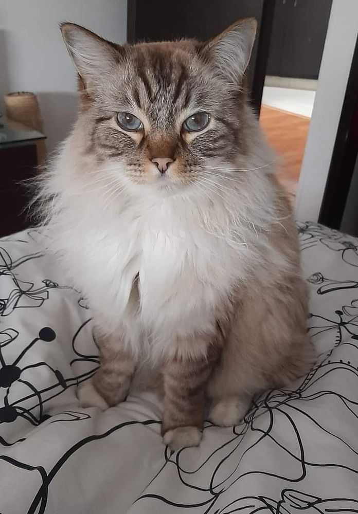 This is Pier. My lovely cat. #ILoveCats