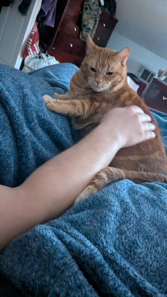 A fat orange tabby is laying on a person covered in a blue blanket. A man's hand is petting her left flank.
