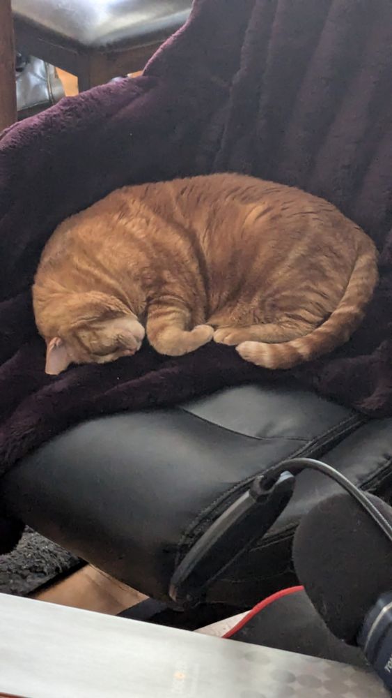 An orange tabby curled into a half croissant shape, with her head down, sleeping on a black office chair.
