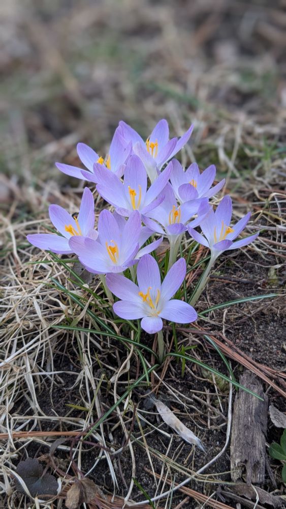 A close up photo of light purple flowers with yellow stamen, called crocus