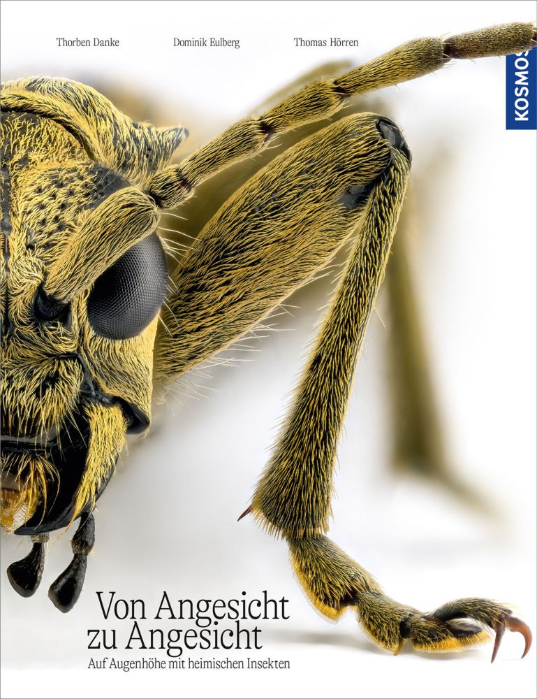 Von Angesicht zu Angesicht - Insekten – Elementares Lesen