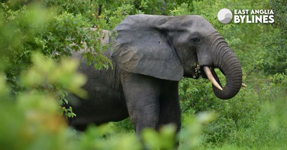 Elephant ingenuity: revealing their surprising mastery of complex puzzles