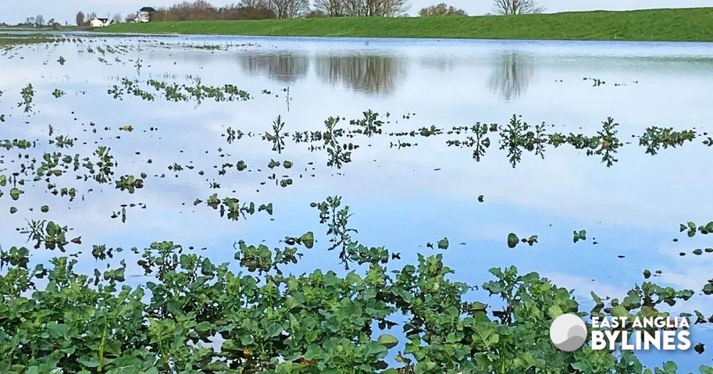 Catastrophic sugar beet harvest delays due to record rain