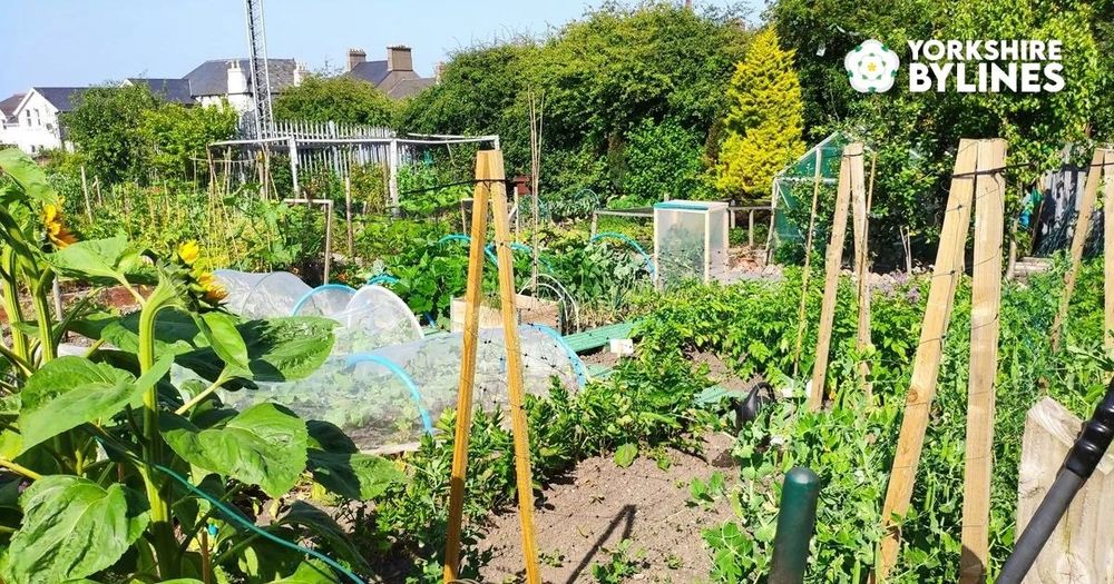 We spend trillions on bombs but sell off our allotments, which help keep us active and better fed; it’s time we defended the nation’s health