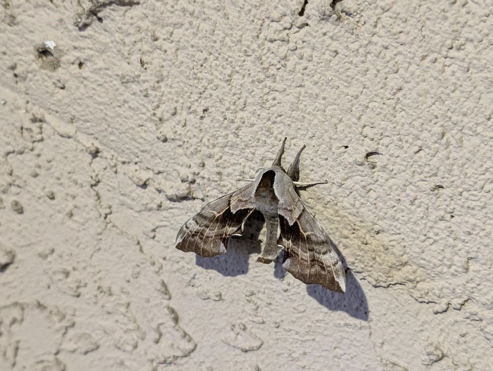 A large moth