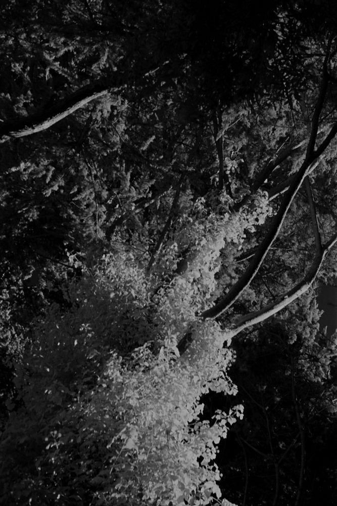 A B/W IR film photo of vines weaving their way up long tree trunks into a large canopy

Canon 7
Rollei IR