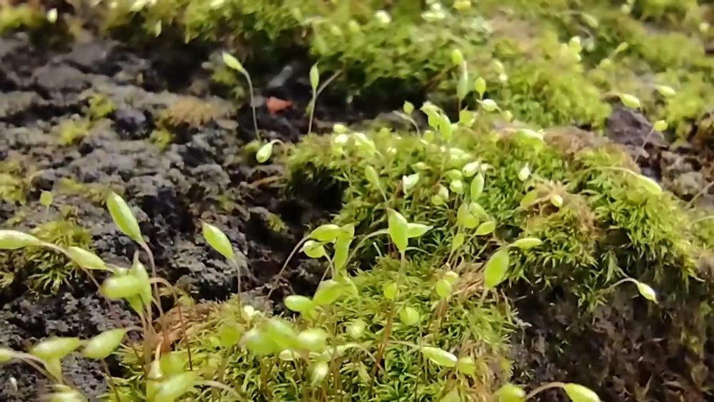 It photo of the happy moss, waving sporophytes and stretching 🌿🐾