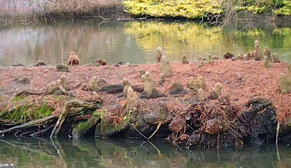 It the ponacle island where ponacles live. They is both busy and quite still, somes on their own and some in groups and one was crawling cross the ground.. but they is small and when we looks they freeze quite still until we gone🌿
