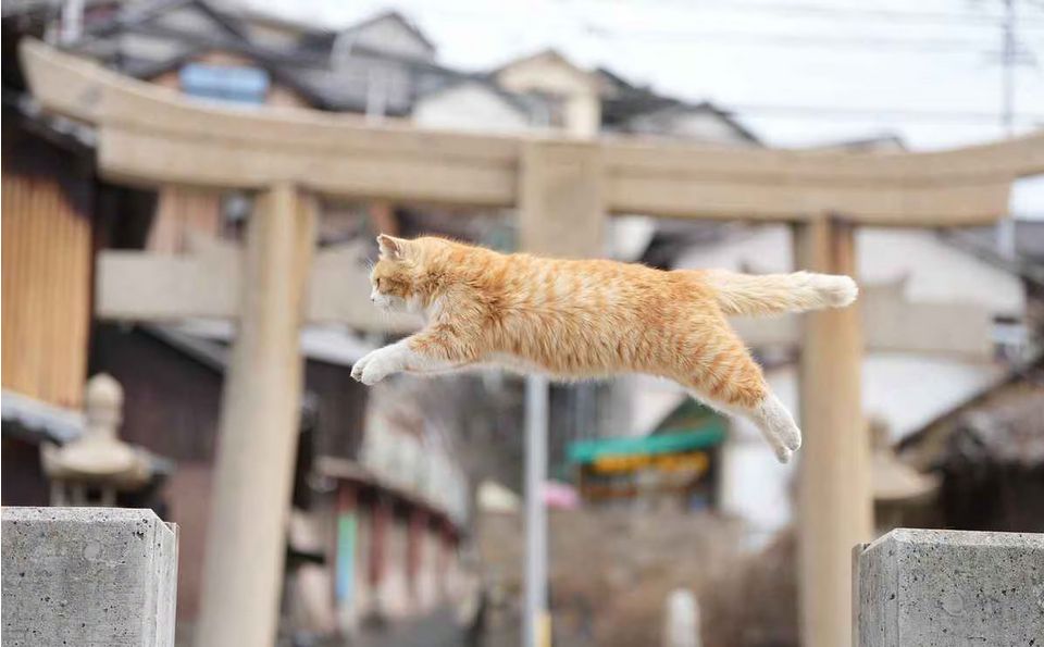 A cat leaps from one gatepost to the other, with a wooden torii in the background. The cat's body stretches from one pillar of the torii to the other.