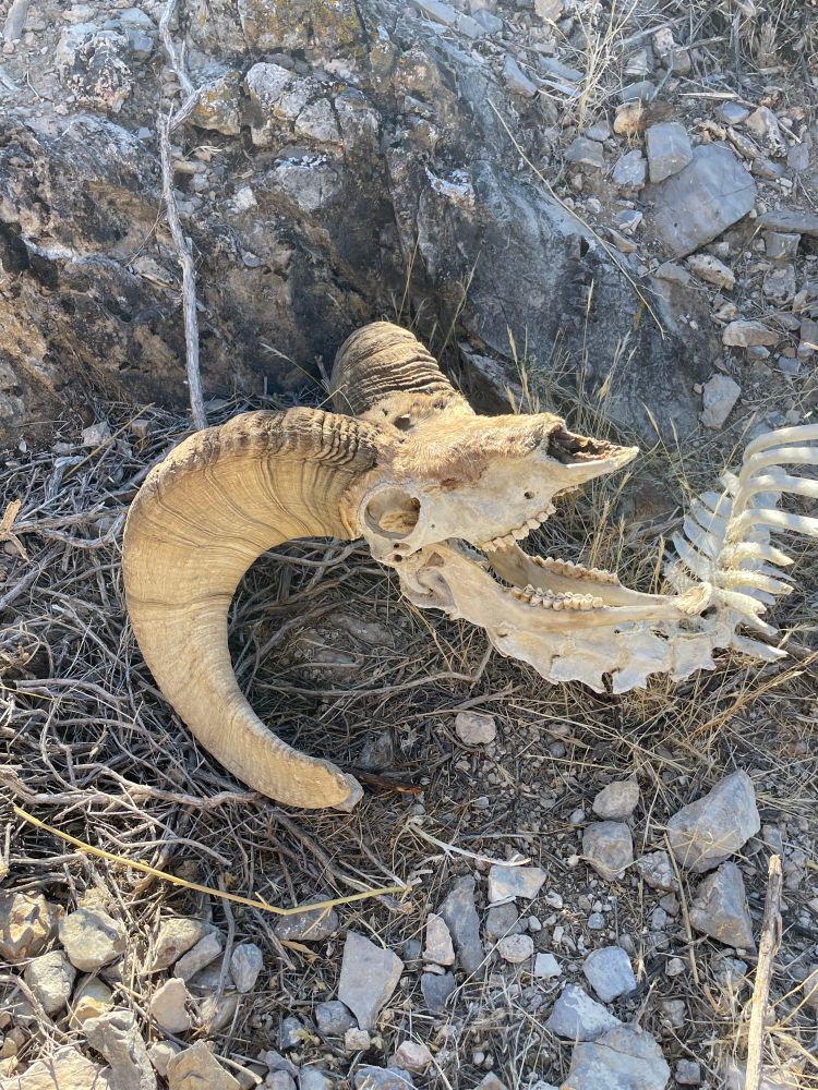A bighorn sheep skull and part of the spine sitting on the ground amongst rocks and desert vegetation.