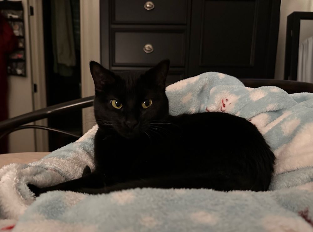 A small black cat curled up on a blanket, looking off to one side