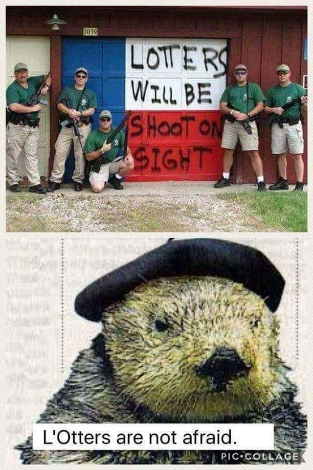 First panel:  A bunch of rednecks in khakis with automatic rifles standing in front of a garage door reading "Lotters will be shoot on sight"

Second panel: an otter in a beret asserting that "L'otters are not afraid."