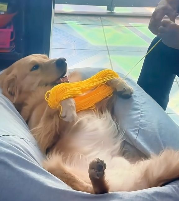A Golden Retriever rests magnificentally on a bean bag, paws in the air, and is graciously longing it's floofy paws as a yarn swift. The dog is simultaneously helpful, beautiful, and nonchalant. 