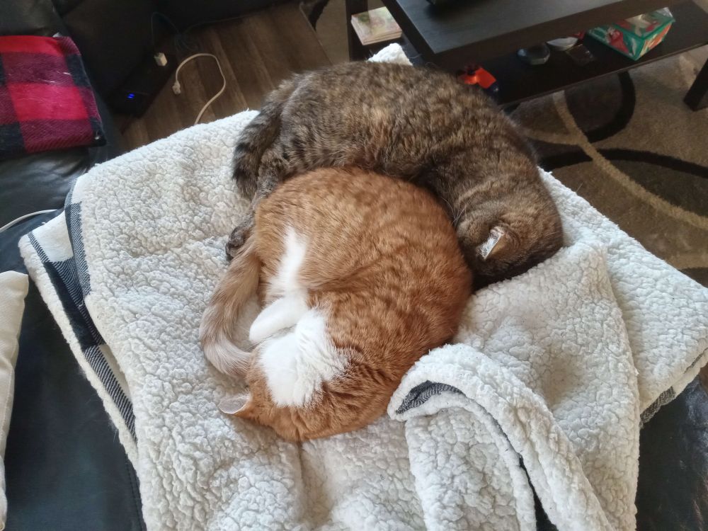 Two cats snuggling while spooning. One orange and white, one brown.