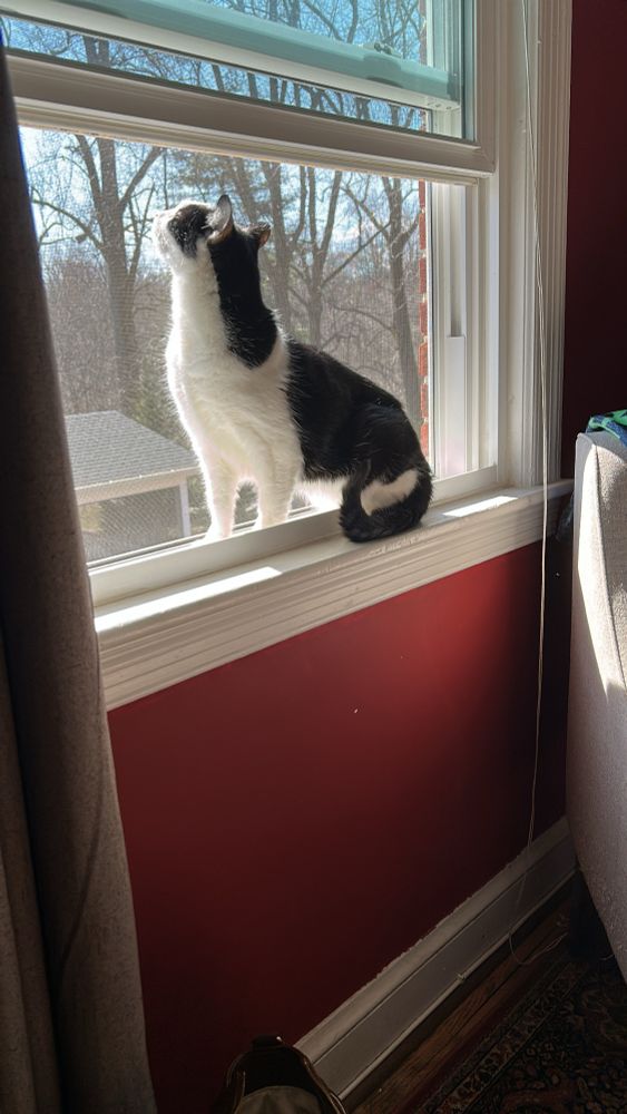 A cat sitting on an open windowsill in the sun.