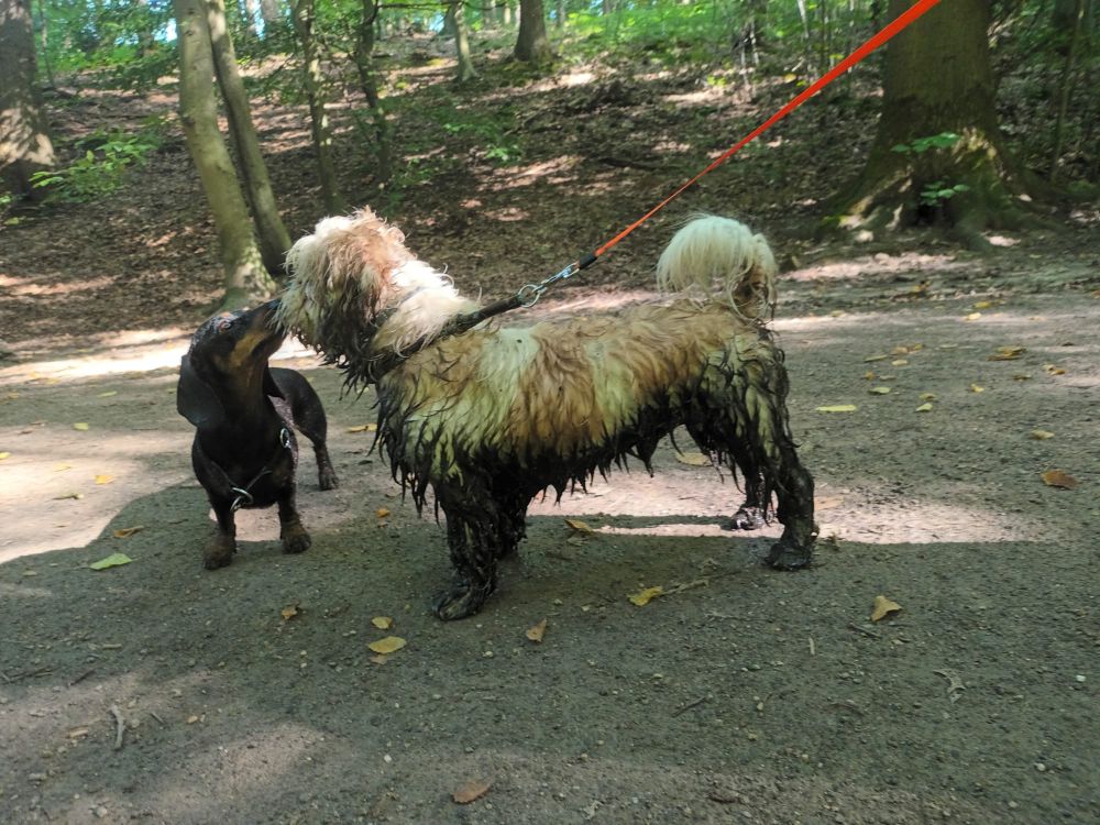 Kleiner Zwergdackel gibt ihrem besten Freund, der bis zum Bauch voll Schlamm ist, ein Küsschen.