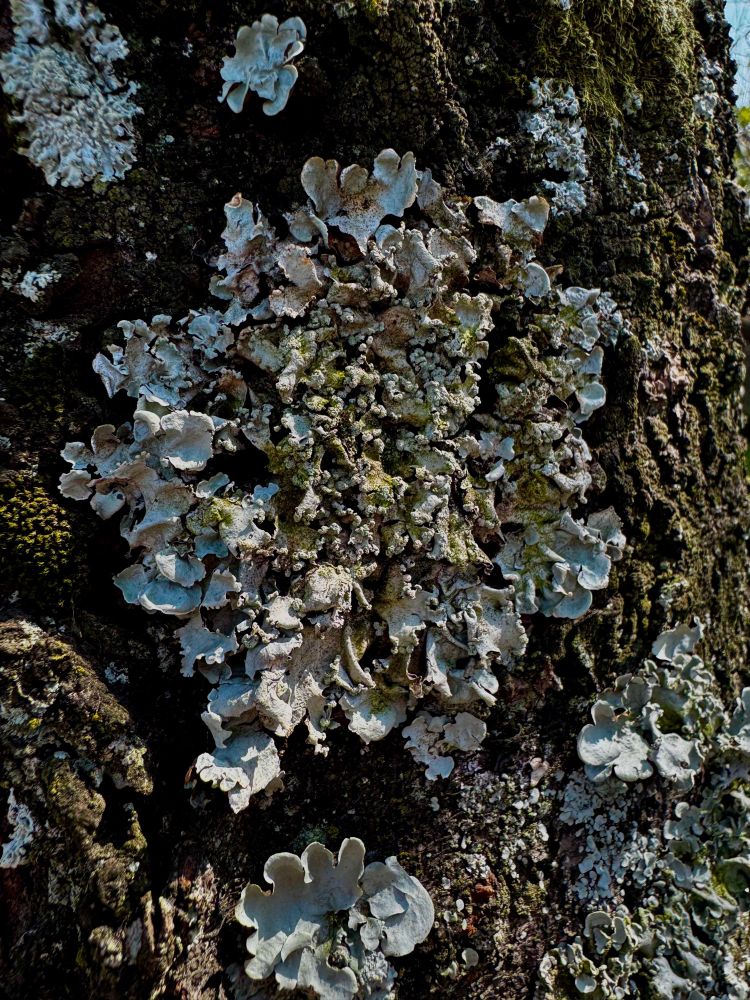 八重桜の木で見つけました(桜が咲くのは当分先のよう)