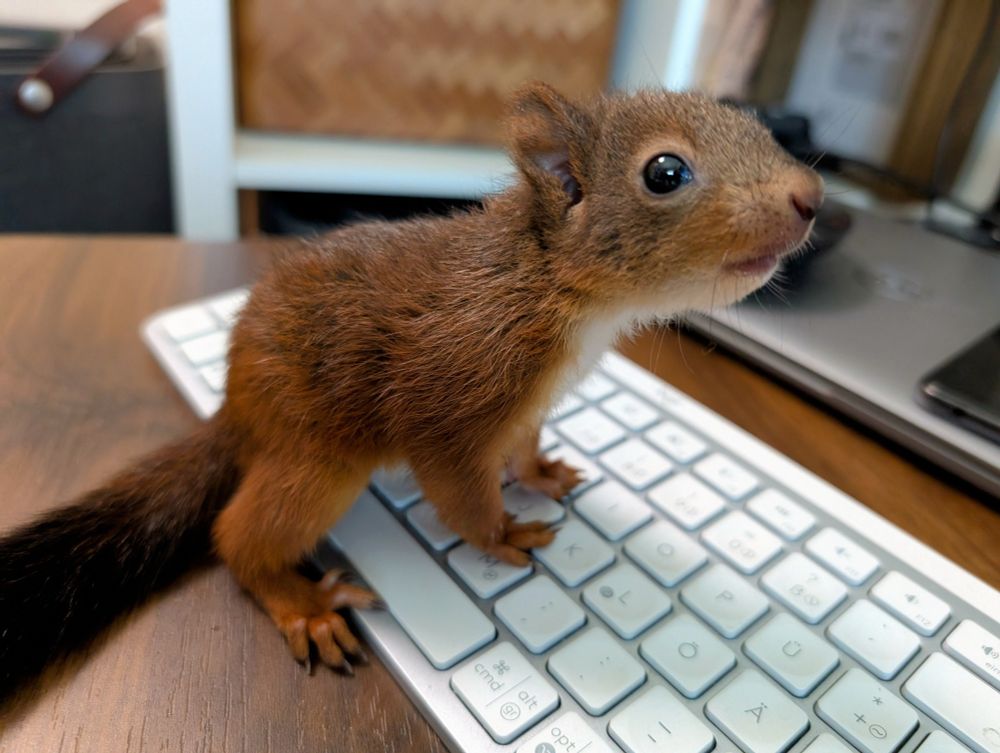 Baby Eichhörnchen sitzt auf einer PC Tastatur und schaut neugierig.