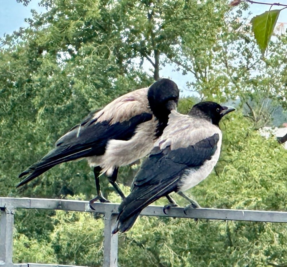 Krähe putzt anderer Krähe das Gefieder