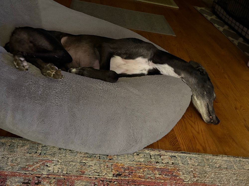 A greyhound, mostly black with a strip of white on his chest, lays on a round dog bed with his snout on hardwood floor. 