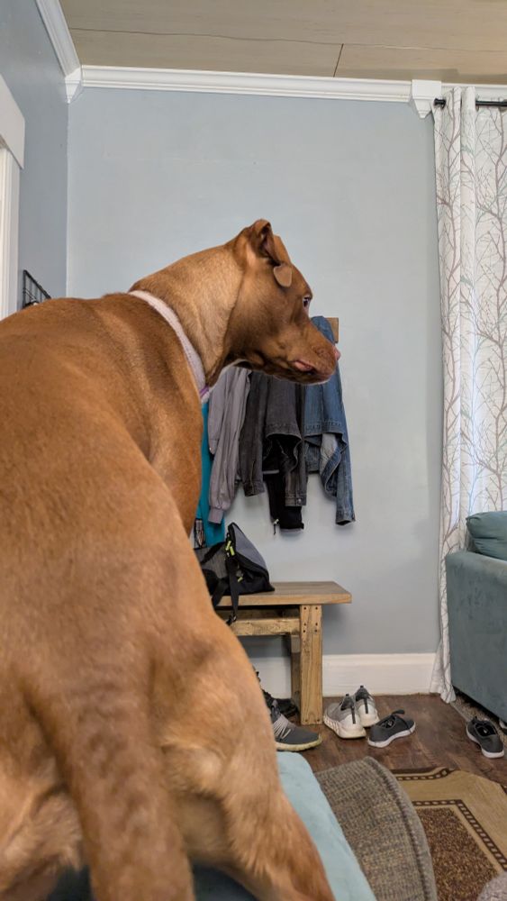 a brown dog on the armchair by the front door, on high alert 