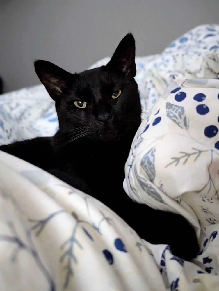 A black cat (Loki), moments after waking me up at 6am, sitting on a duvet looking smug af