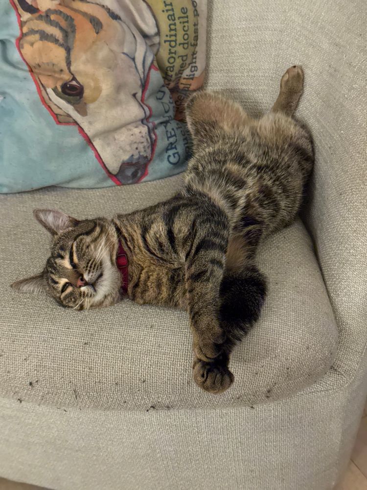 A brown tabby sleeps in a frankly ridiculous pose beneath a sideways pillow with a greyhound