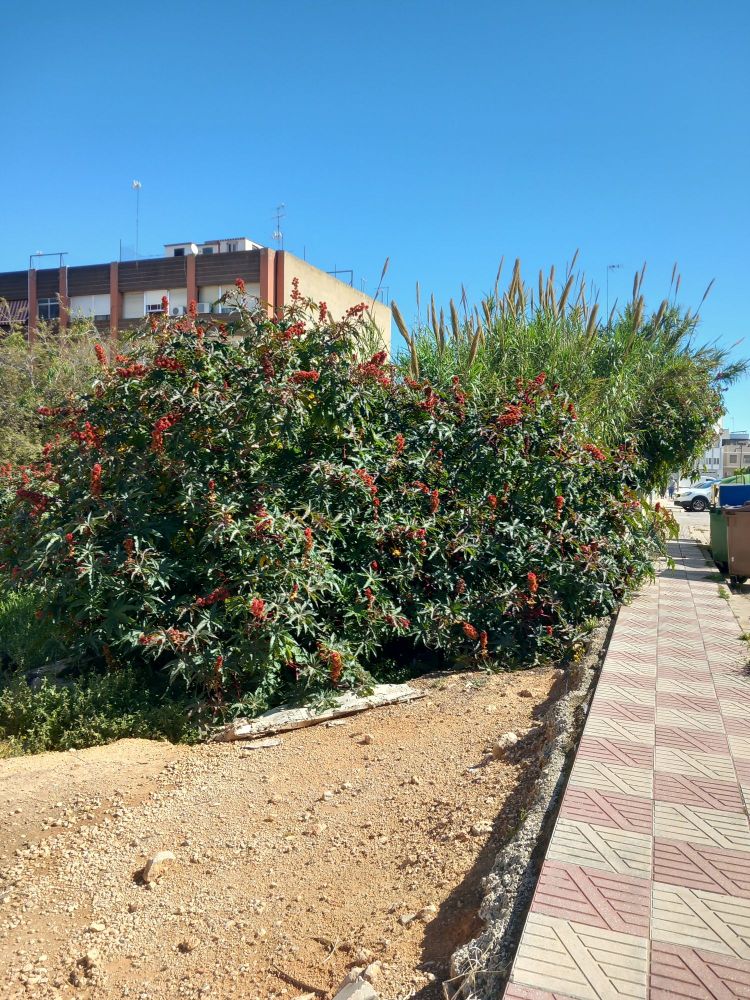 Ricinus communis a un antic camí hui urbanitzat