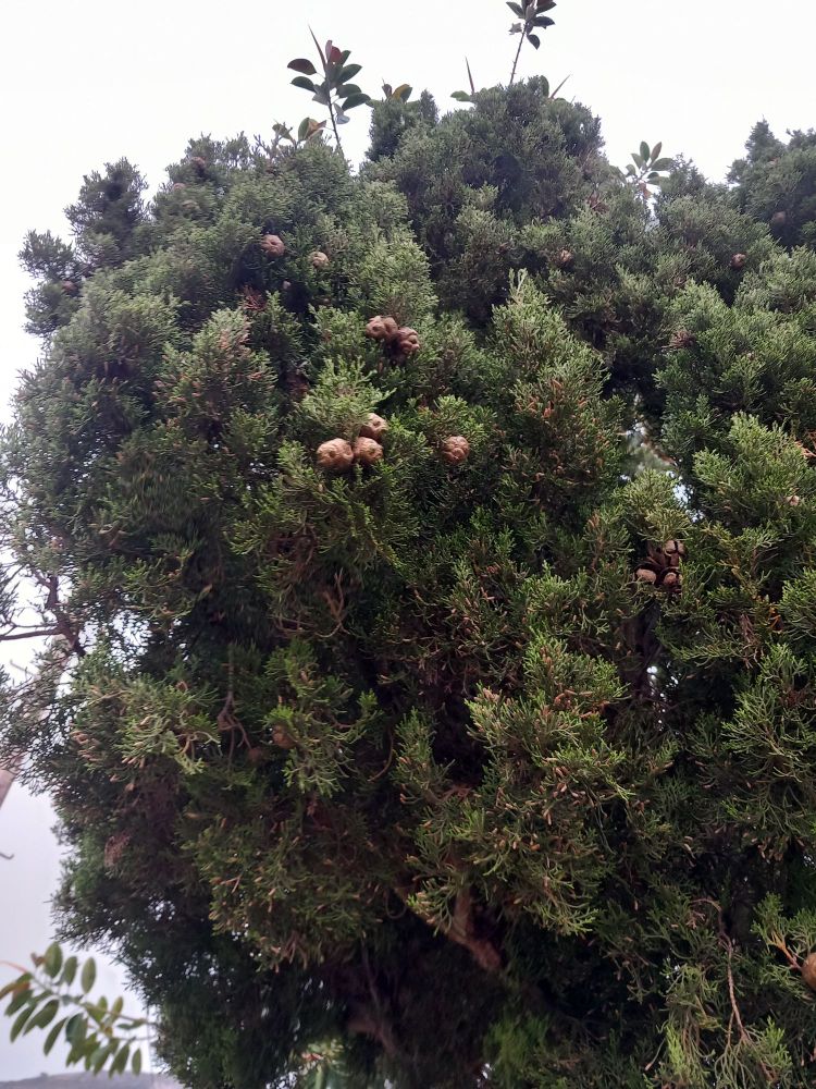 Fruits de Cupressus sempervivens