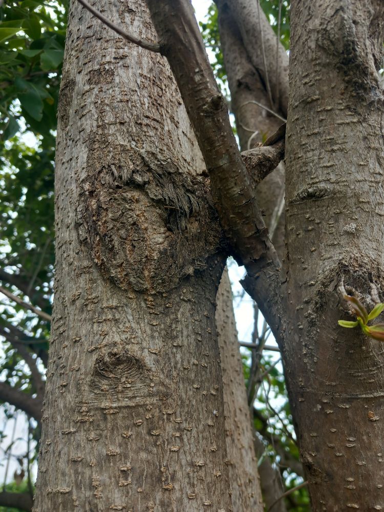 Ligustrum lucidum detall de tronc