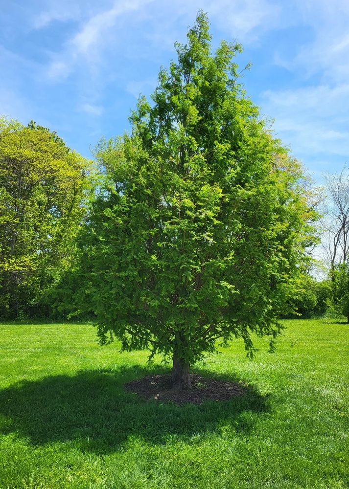 Metasequoia glyptostroboides hui dia