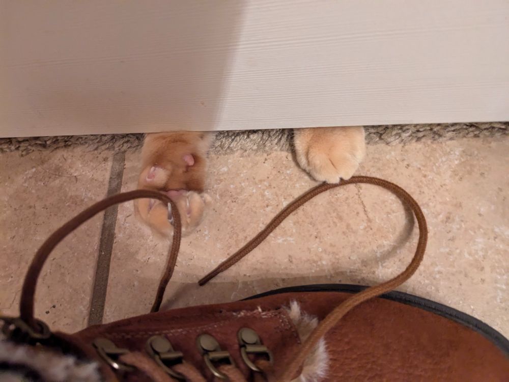 Orange tabby cat paws reaching under a closed door. One claw is attempting to snag a bootlace attached to a brown fur boot worn by his owner 