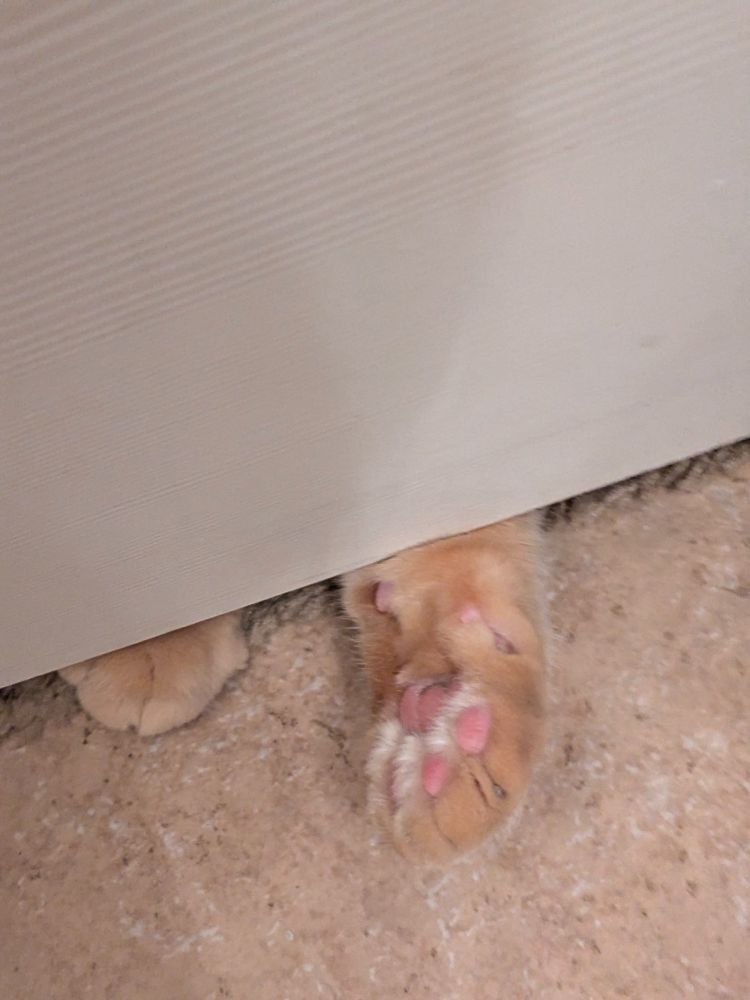 Orange tabby cat paws reaching under a door with pink toe beans visible.